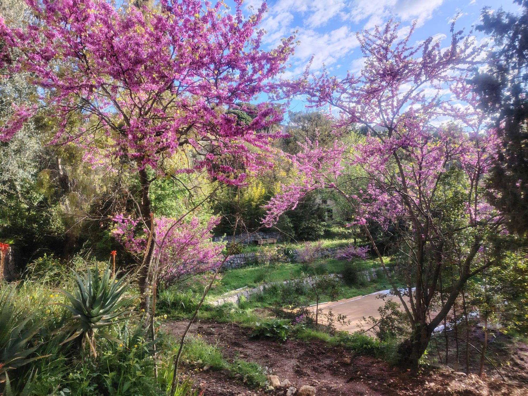 Domaine Des Petites Soeurs A 800M Du Centre Historique Avec 5200M2 De Parc Arbore Vence Exterior photo